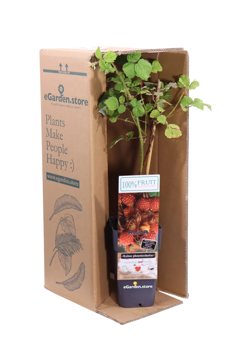 Lampone Giapponese - Rubus Phoenicolasius v.15 egarden.store online