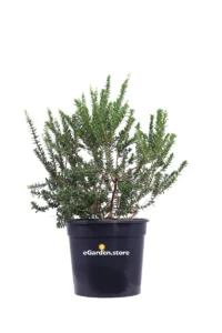 Mirto Tarantino - Myrtus Communis Tarentina v.24 egarden.store online