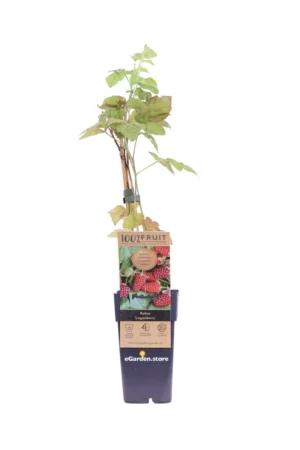 Mora-Lampone - Rubus Loganberry v.15 egarden.store online