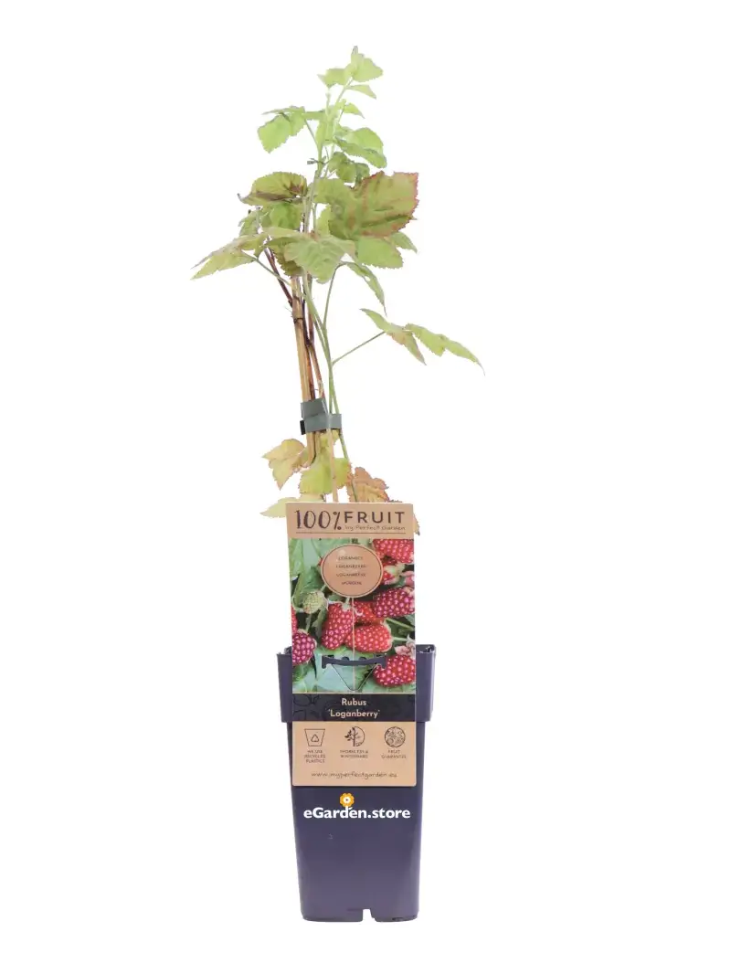 Mora-Lampone - Rubus Loganberry v.15 egarden.store online