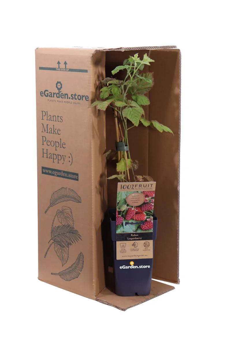 Mora-Lampone - Rubus Loganberry v.15 egarden.store online