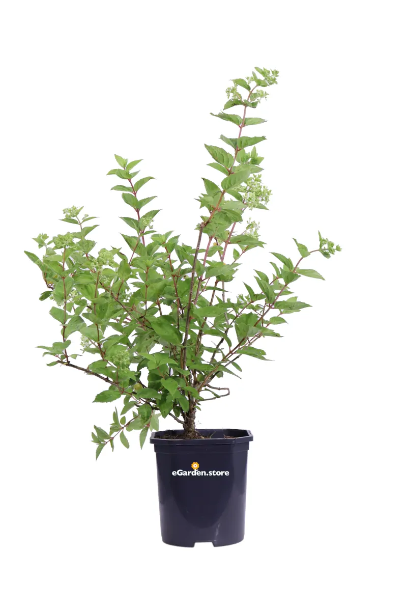 Ortensia Paniculata Grandiflora - Hydrangea v.17 egarden.store online