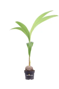 Palma da Cocco - Cocus Nucifera Dwarf Golden Malayan