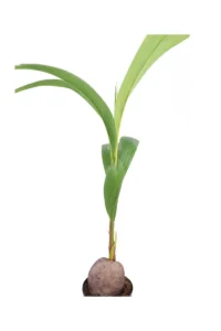 Palma da Cocco - Cocus Nucifera Dwarf Golden Malayan v.19 egarden.store online
