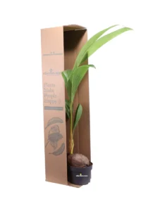 Palma da Cocco - Cocus Nucifera Dwarf Golden Malayan