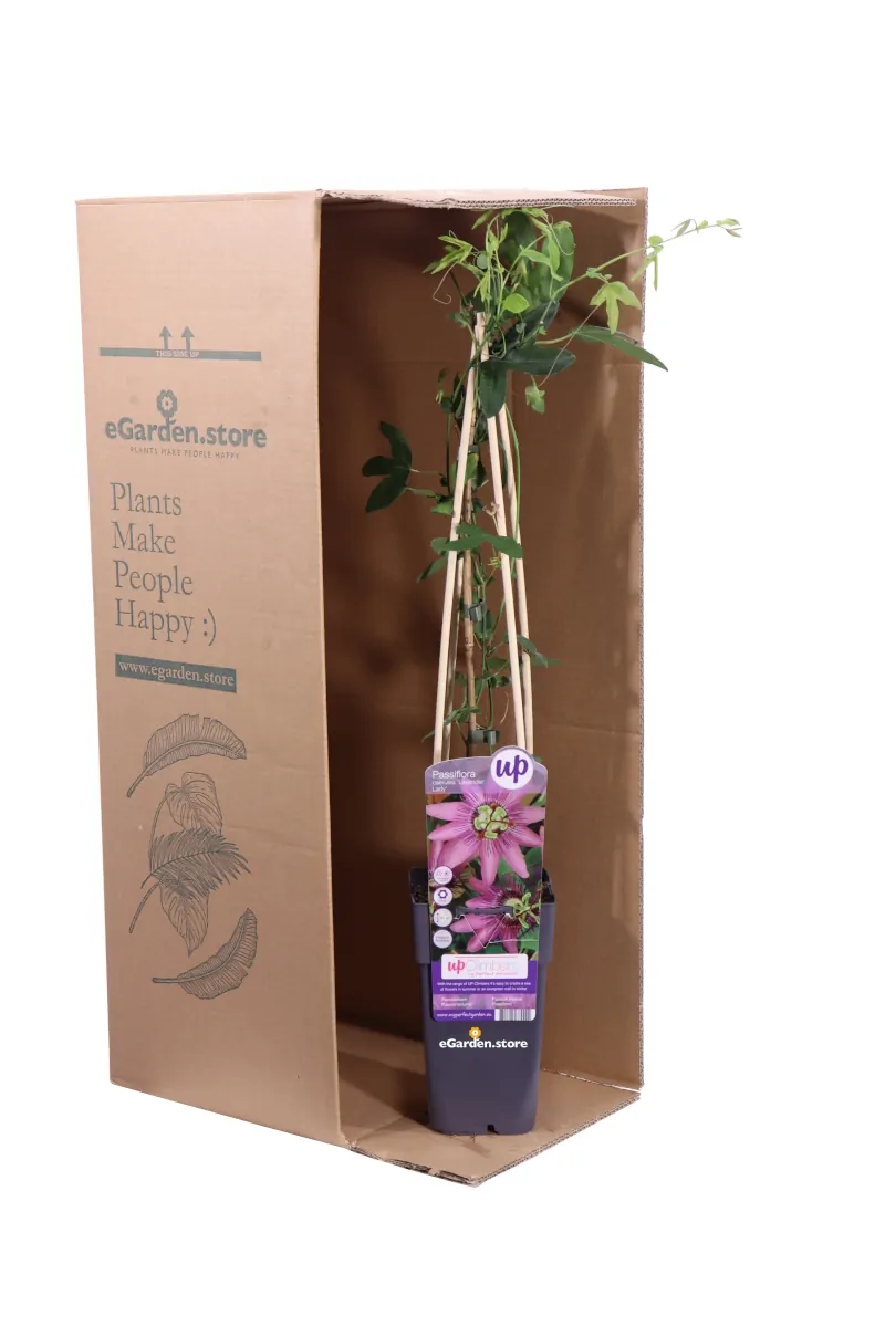 Passiflora Caerulea Lavender Lady v.15 egarden.store online