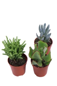 Set 3 Piante Succulente v.6 egarden.store 2 Succulente - Set 3 Piante