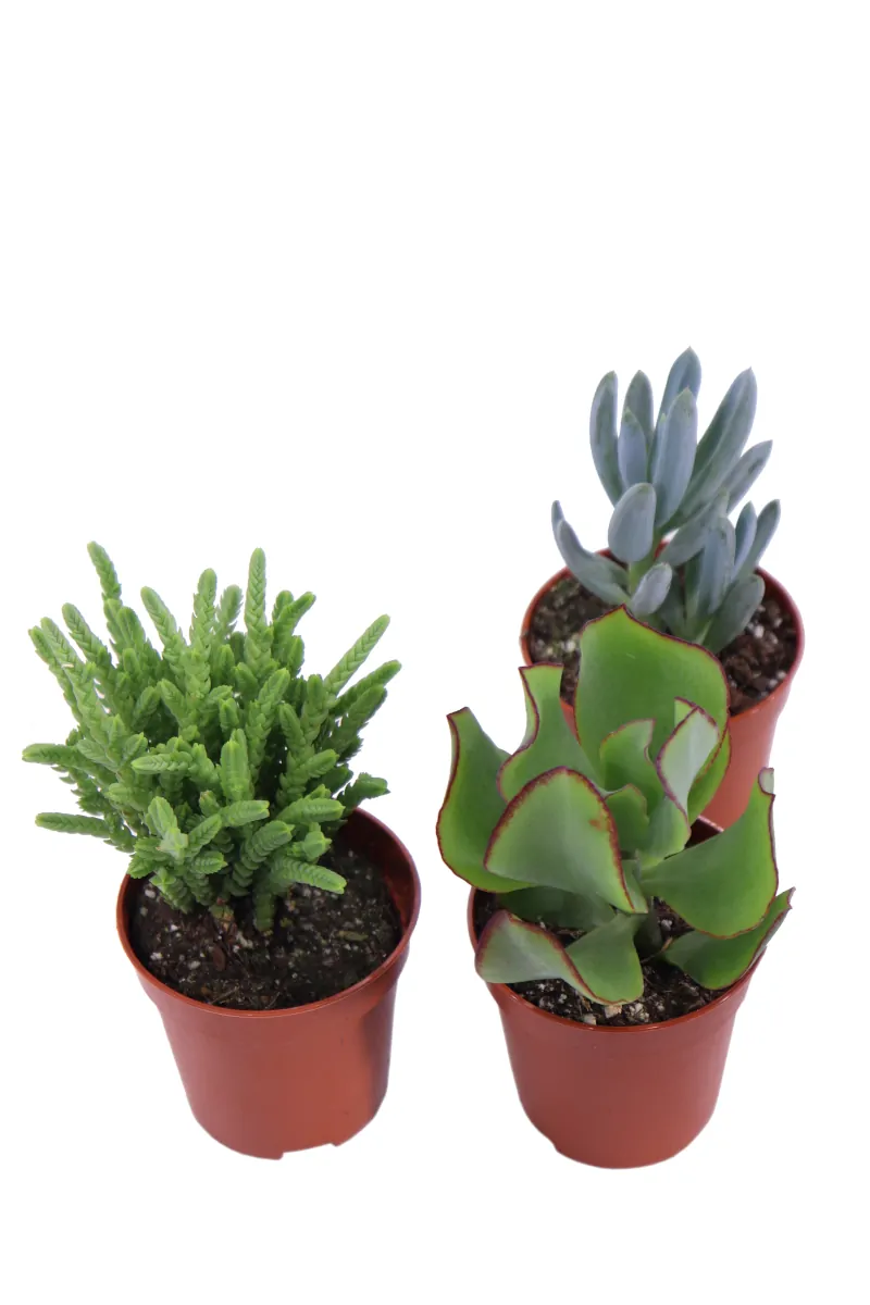 Set 3 Piante Succulente v.6 egarden.store 2 Succulente - Set 3 Piante