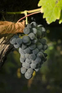 Vite - Aglianico egarden.store online