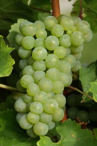 Vite - Apirena Bianca egarden.store online