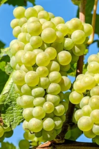 Vite - Regina Inzolia egarden.store Vite - Regina Inzolia egarden.store online