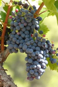 Vite - Sussumaniello egarden.store online