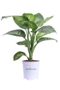 Dieffenbachia Tropic v19 egarden.store online