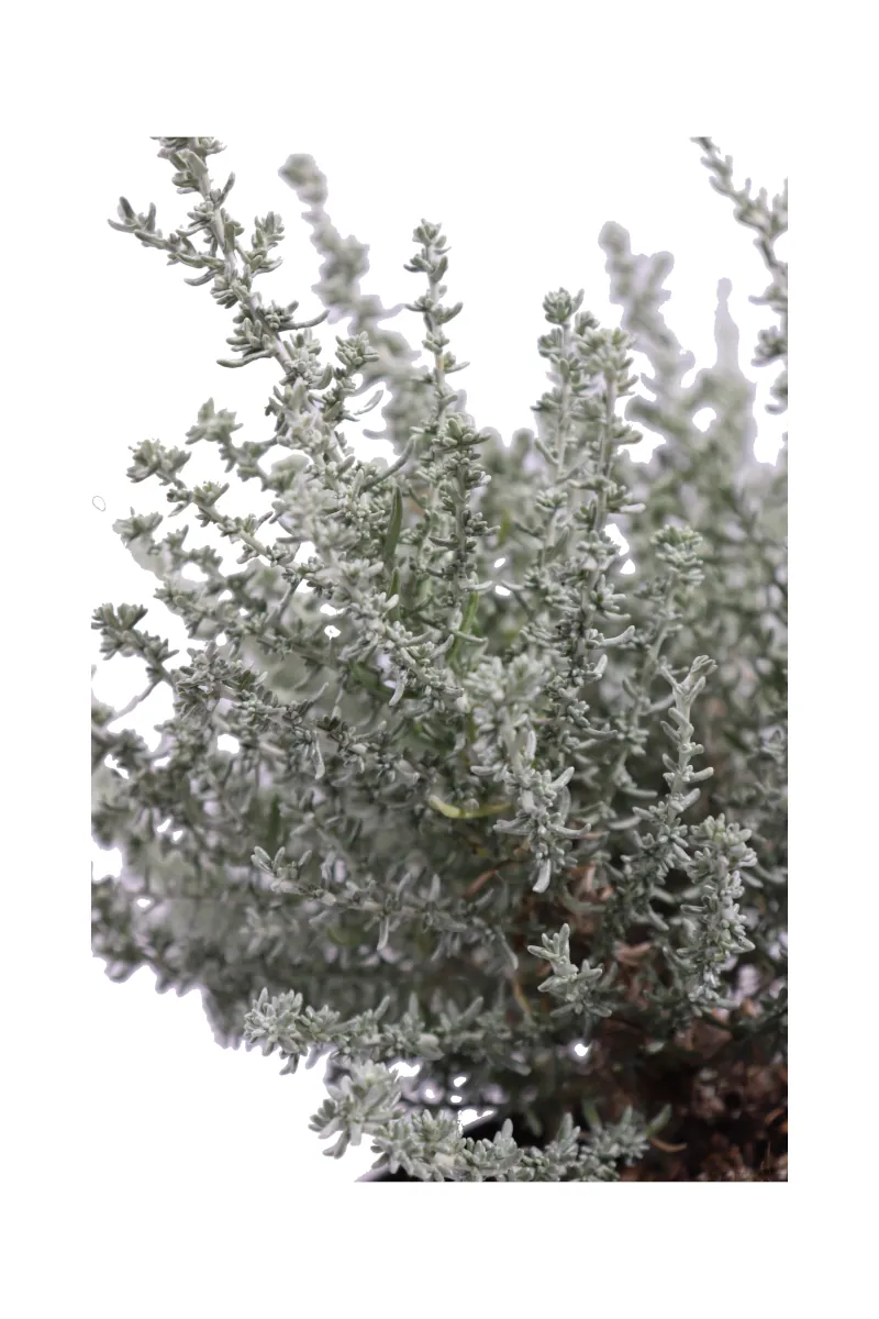 Elicriso - Helichrysum Italicum Microphyllum v.14 egarden.store online