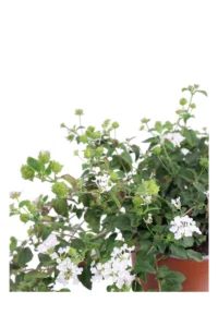 Lantana Sellowiana Bianca v17 egarden.store online