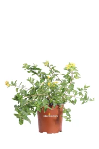 Lantana Sellowiana Gialla v17 egarden.store online