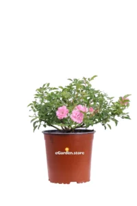 Rosa Lovely Fairy v17 egarden.store online