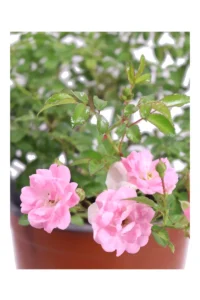 Rosa Lovely Fairy v17 egarden.store online