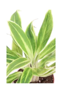 Aglaonema Lipstick White