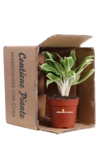 Aglaonema Lipstick White v12 egarden.store online