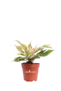 Aglaonema Salmon Fantasy v12 egarden.store online