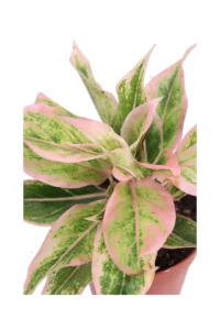 Aglaonema Salmon Fantasy v12 egarden.store online
