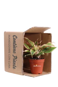 Aglaonema Salmon Fantasy v12 egarden.store online
