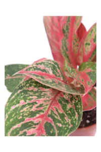 Aglaonema Tiara v12 egarden.store 2 Aglaonema Tiara v12 egarden.store online