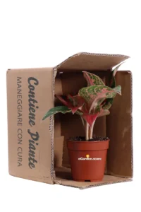 Aglaonema Tiara v12 egarden.store 3 Aglaonema Tiara v12 egarden.store online