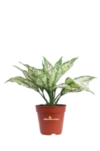Aglaonema White Star v12 egarden.store online