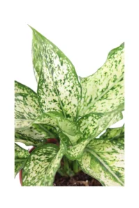 Aglaonema White Star