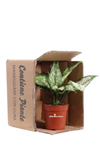 Aglaonema White Star v12 egarden.store online