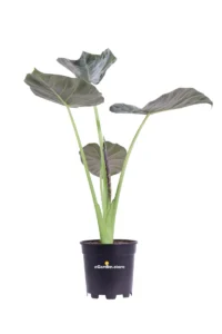 Alocasia Regal Shield v17 egarden.store 1 Alocasia Regal Shield v17 egarden.store online