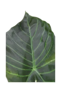 Alocasia Regal Shield v17 egarden.store 2 Alocasia Regal Shield v17 egarden.store online