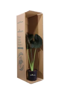 Alocasia Regal Shield v17 egarden.store 3 Alocasia Regal Shield