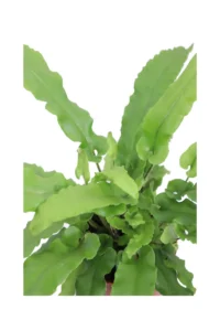 Asplenium Antiquum v12 egarden.store online