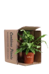 Asplenium Antiquum v12 egarden.store online