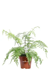 Asplenium Bulbiferum Suze v12 egarden.store online
