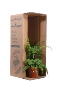 Asplenium Bulbiferum Suze v12 egarden.store online