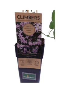 Clematide Montana Rubens v11 egarden.store online