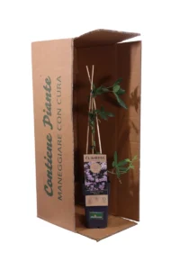 Clematide Montana Rubens v11 egarden.store online