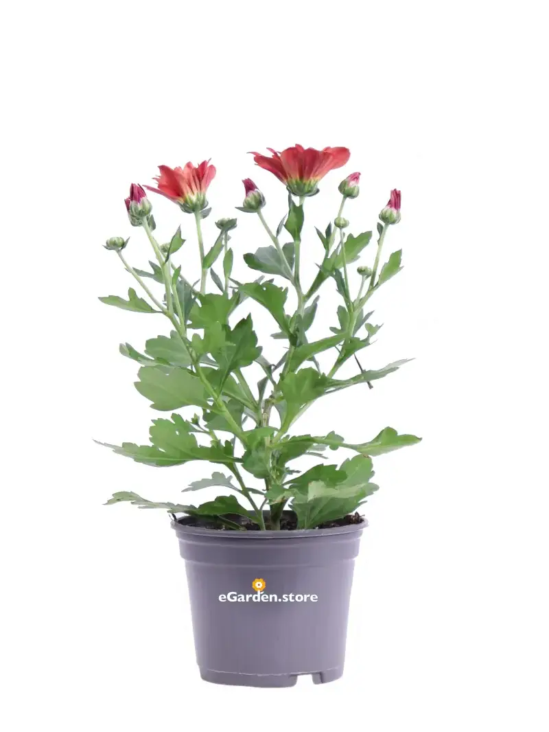 Crisantemo - Chrysanthemum v.9 egarden.store online