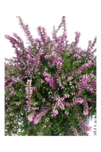 Erica - Calluna Vulgaris Pendente - Varie Colorazioni