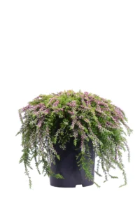 Erica - Calluna Vulgaris Pendente Rosa v12 egarden.store online