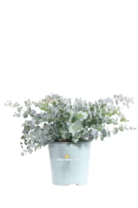 Eucalipto - Eucalyptus Cinerea v17 egarden.store online