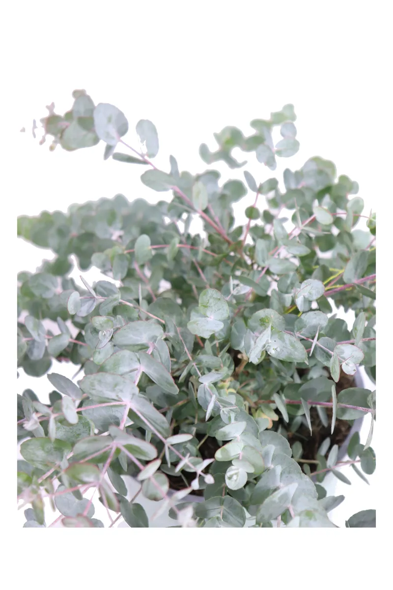 Eucalipto - Eucalyptus Cinerea