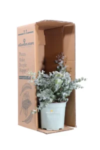 Eucalipto - Eucalyptus Cinerea v17 egarden.store online