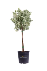 Euonymus Japonicus Bravo Alberello v21 egarden.store 1 Euonymus Japonicus Bravo Alberello v21 egarden.store online