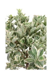 Euonymus Japonicus Bravo Alberello v21 egarden.store 2 Euonymus Japonicus Bravo Alberello v21 egarden.store online