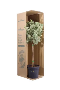 Euonymus Japonicus Bravo Alberello v21 egarden.store 3 Euonymus Japonicus Bravo Alberello v21 egarden.store online